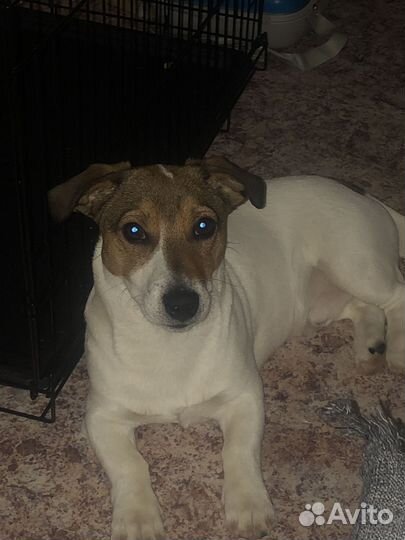 Вязка джек Рассел терьер