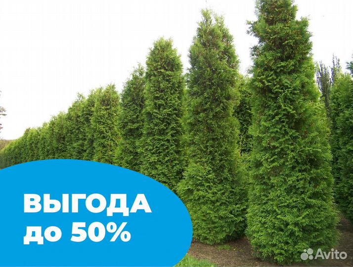 Туя смарагд 280 см