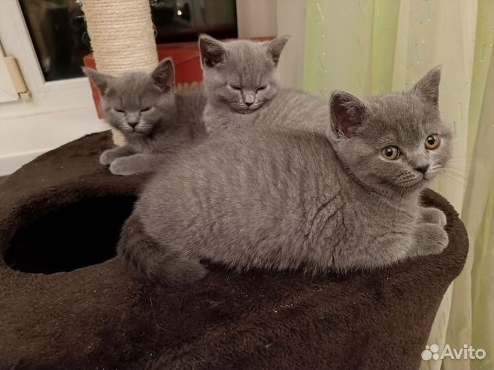 Британские чистокровные котята