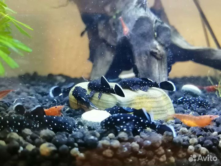 Сомики анциструс звёздчатый черный