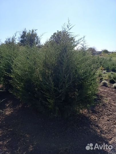 Продам растения