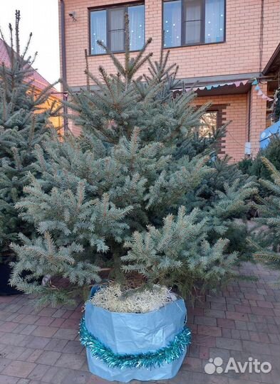 Ель Глаука формированная 1м