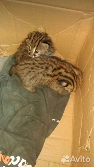 Азиатский леопардовый котенок. алк