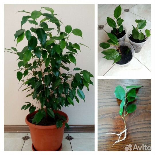 Комнатные растения. Фикус Бенджамина
