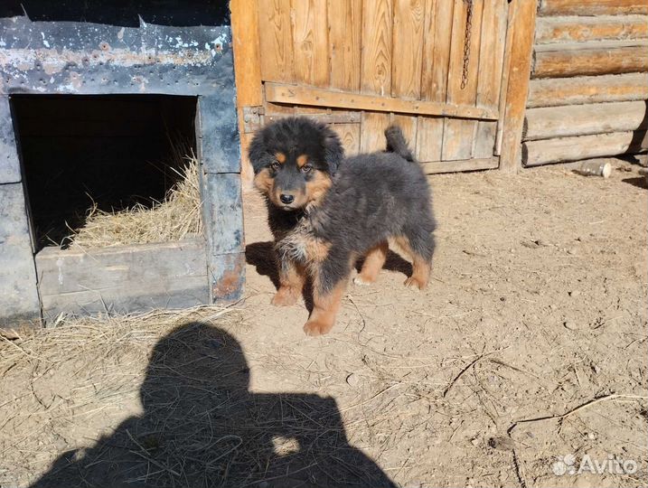 Монгольский Банхар