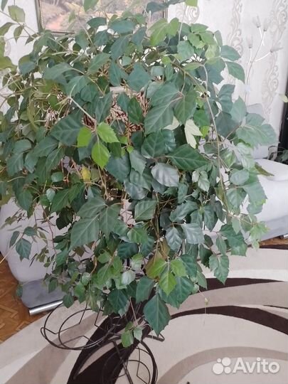 Циссус ромболистный