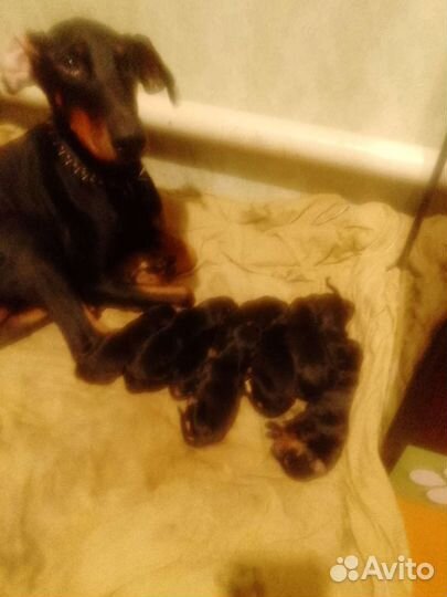 Щенки добермана