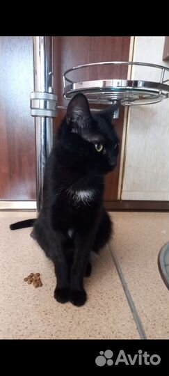 Кот в добрые руки