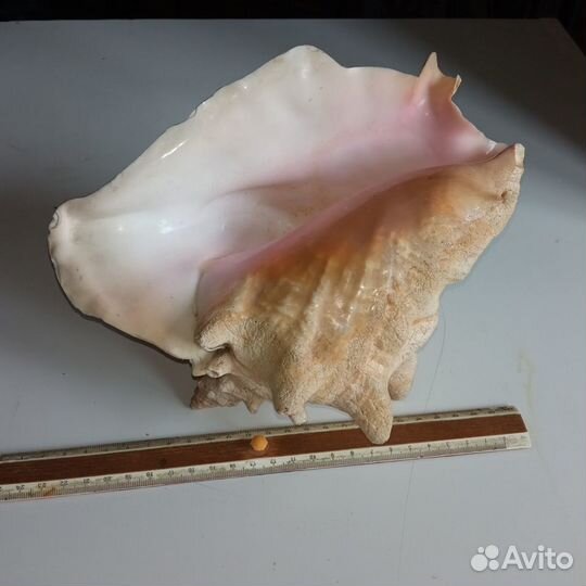 Ракушка морская большая