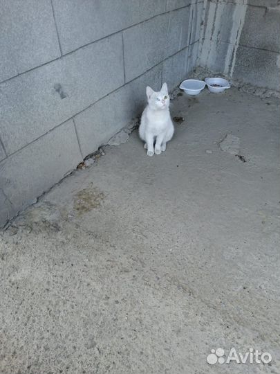 Кошечка в добрые руки