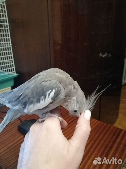Ручной попугай корелла