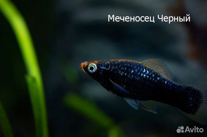 Меченосцы