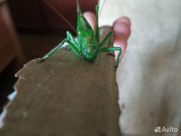 Кузнечик большой неживой