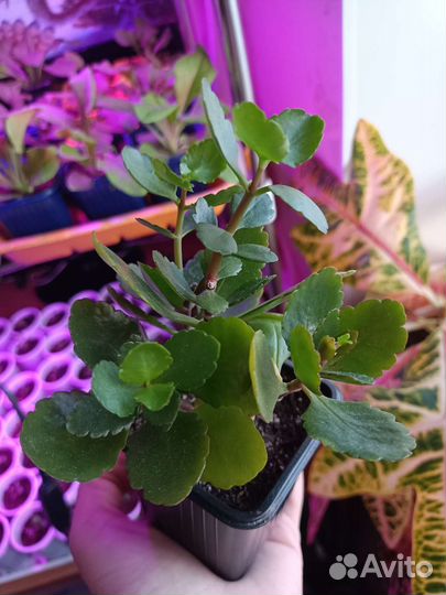 Каланхоэ цветущий