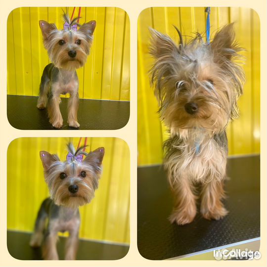 Индивидуальное обучение грумингу с 0