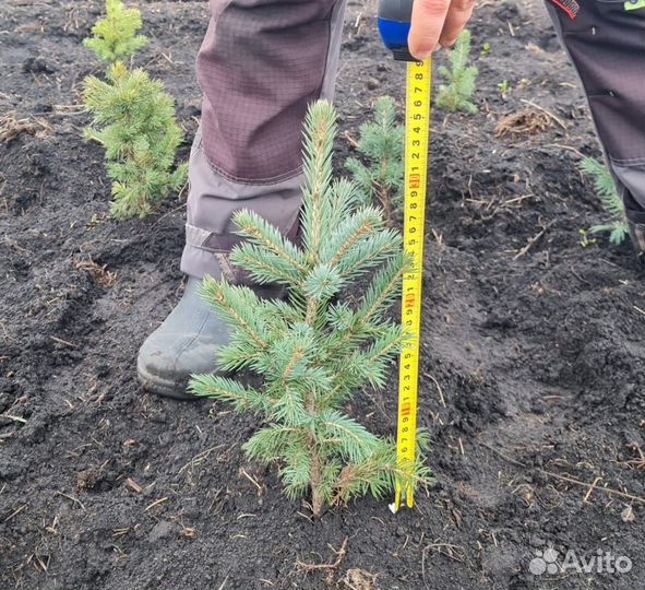 Ель голубая 3-4лет