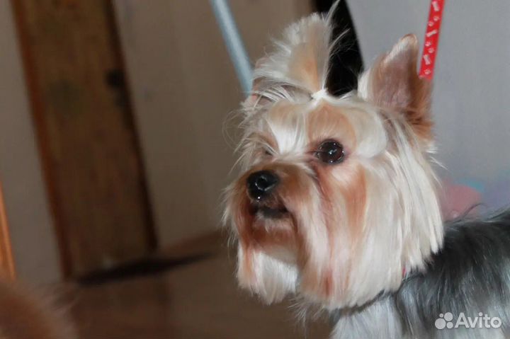 Йоркширский терьер