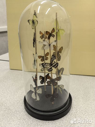 Композиция- бабочки2