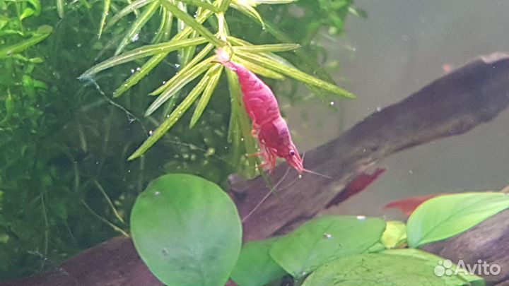 Креветки Cherry Red Fire