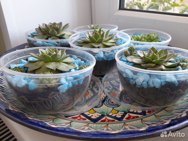 Цветы в подарок.Каменная роза у компьютера