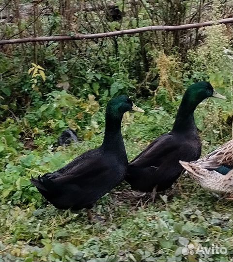 Утята пород индоуток,голубых фаворитов,каюг