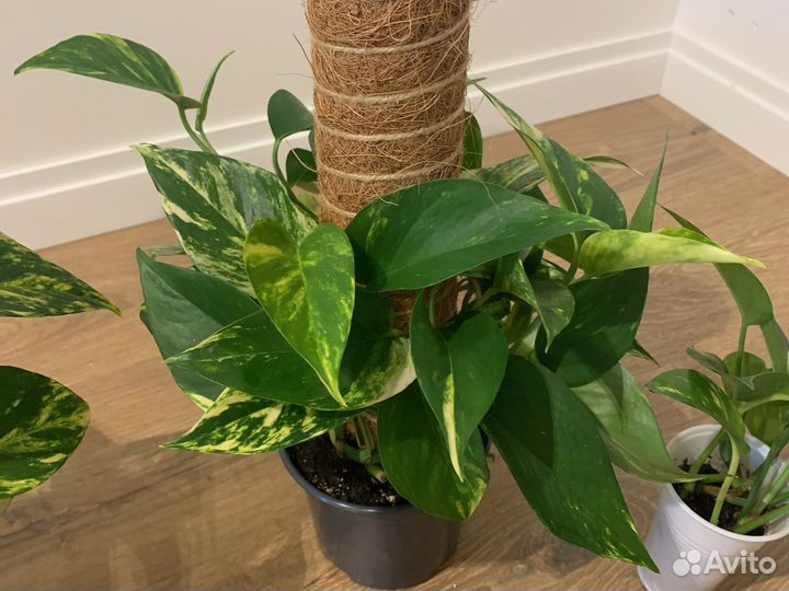 Сциндапсус эпипремнум ауреус комнатные растения