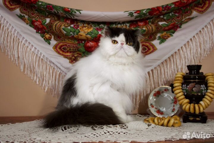 Персидская кошечка (стерилизованна)
