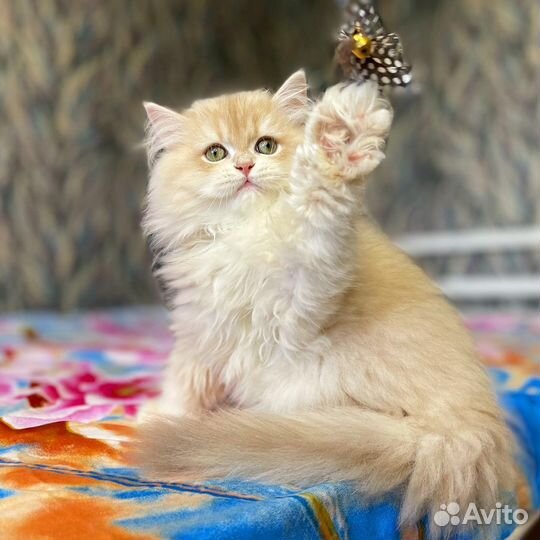 Мальчик лиловое золото