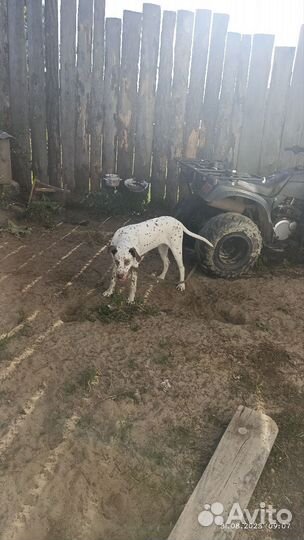 Собаки Далматин