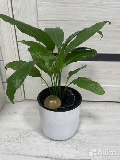 Спатифиллум женское счастье