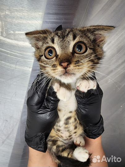 Кошка в дар бесплатно