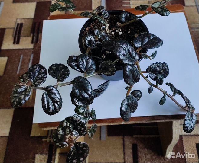 Хлорофитум