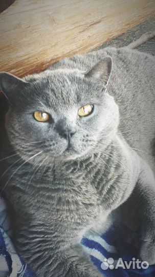 Британский кот