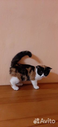 Британские котята редкого окраса