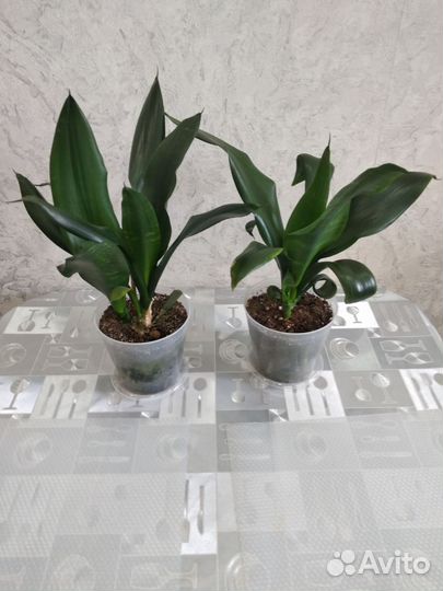 Сансевиерия