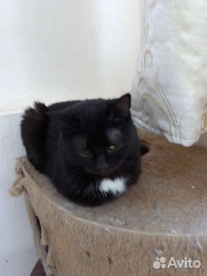 Кот Гриша