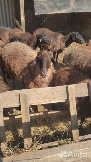 14шт.всех оптом.бараны овцы ягнята