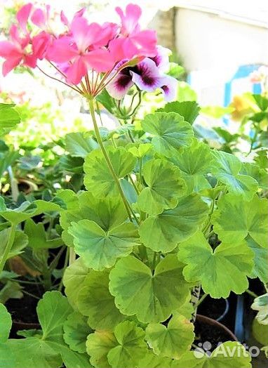 Сортовая пеларгония черенки кусты семена
