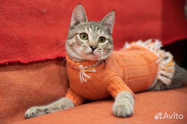 Кошки в добрые руки бесплатно