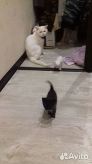 Котенок в добрые руки