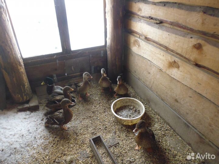 Подсадные утки