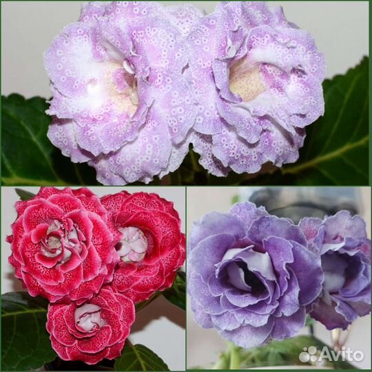 Глоксинии детки