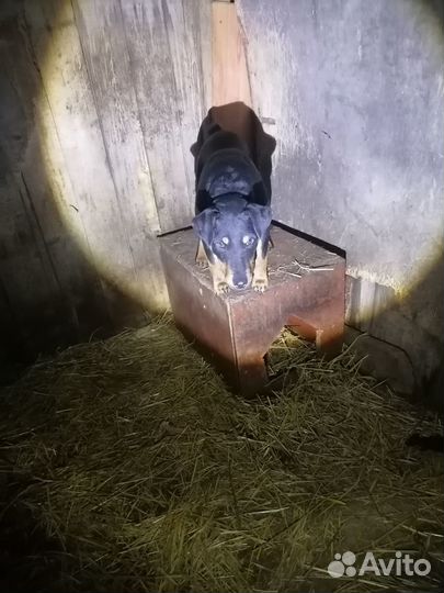 Щенки ягдтерьера