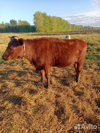 Корова телка стельная