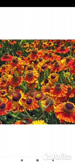 Многолетние цветы