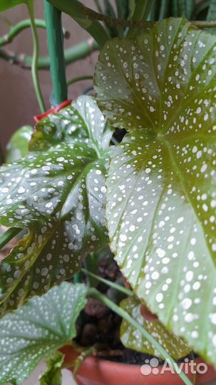 Бегония макулата