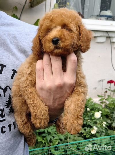 Миниатюрный пудель, от чемпиона