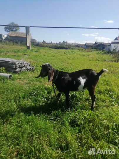 Козочка камори, козёл нубийский, козлики