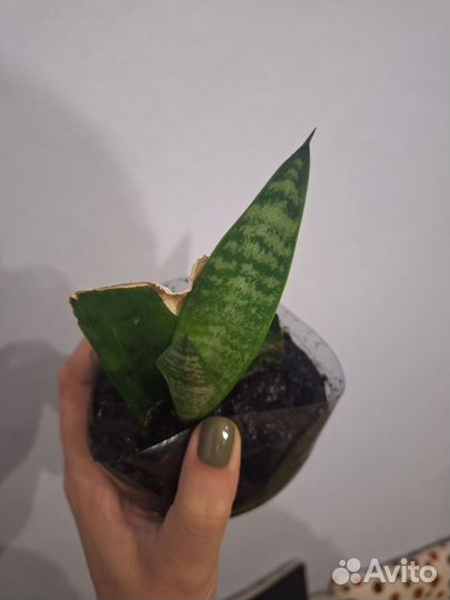 Сансевиерия высокорослая