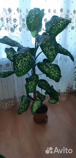 Комнатные цветы